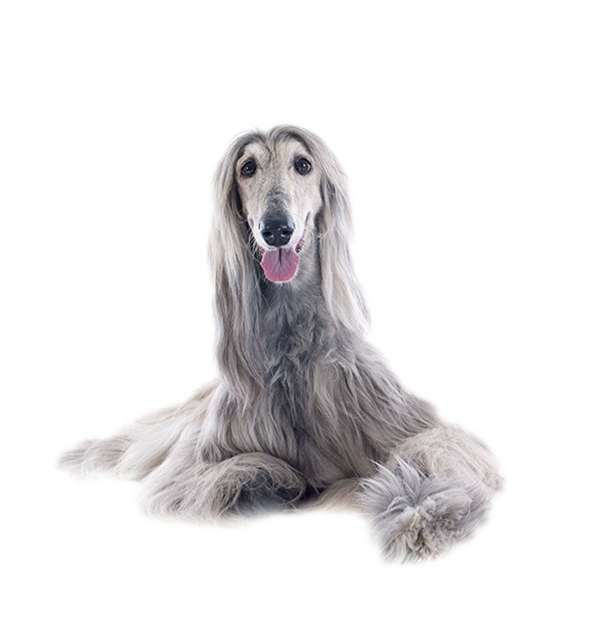 AFGHAN HOUND
