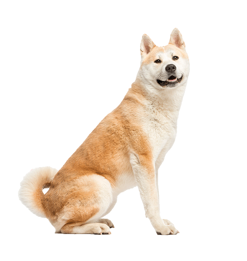 Akita