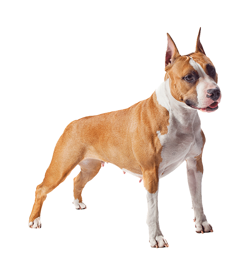 American Staffordshire