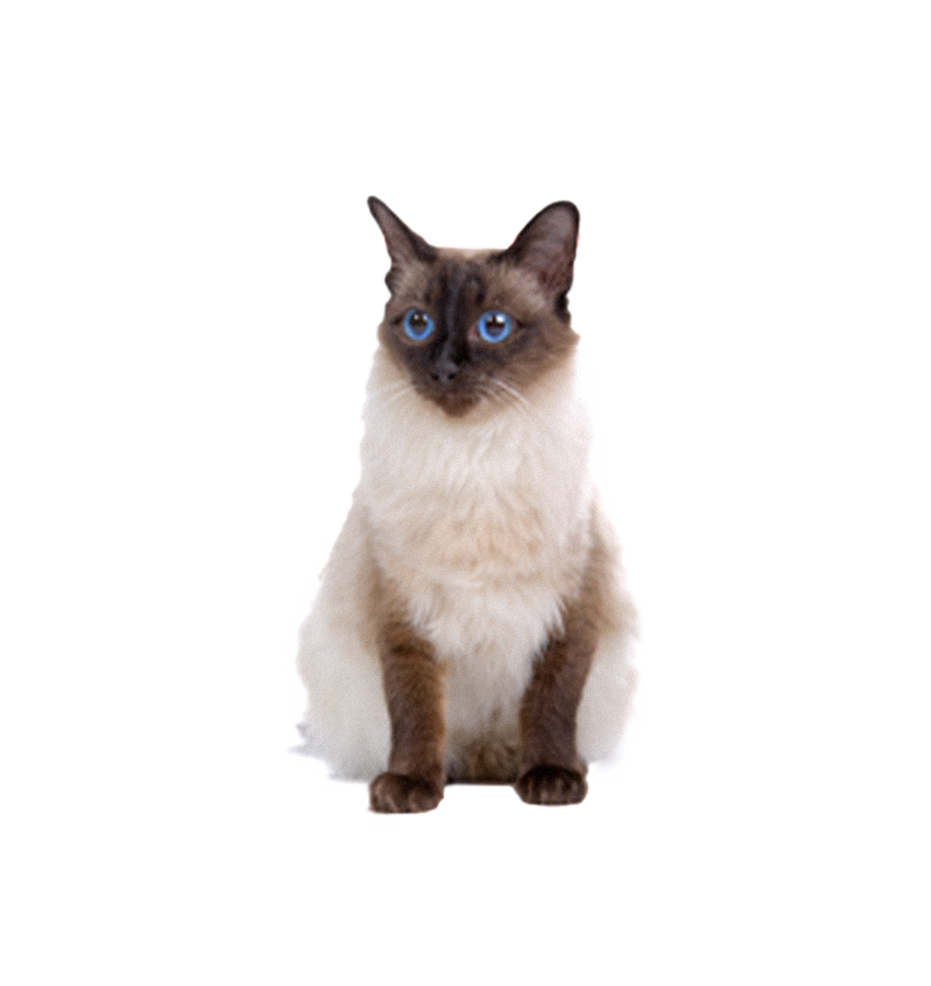 BALINÊS