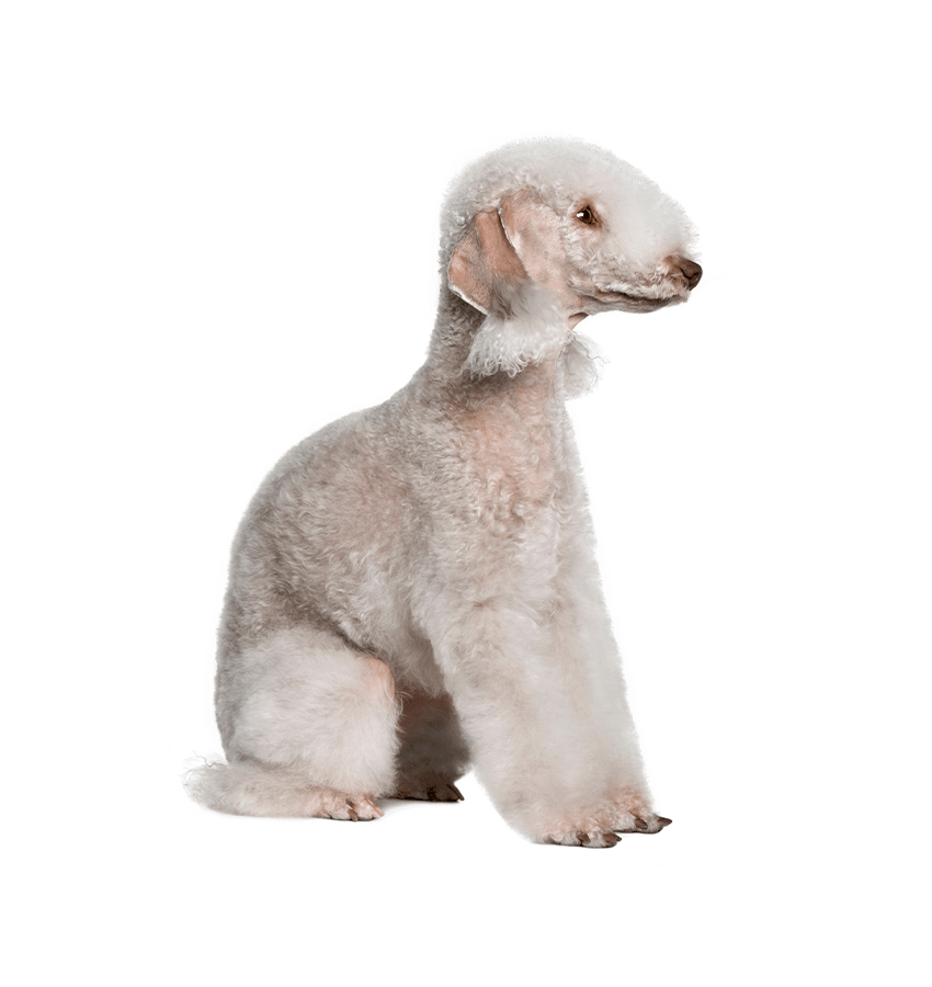 BEDLINGTON TERRIER