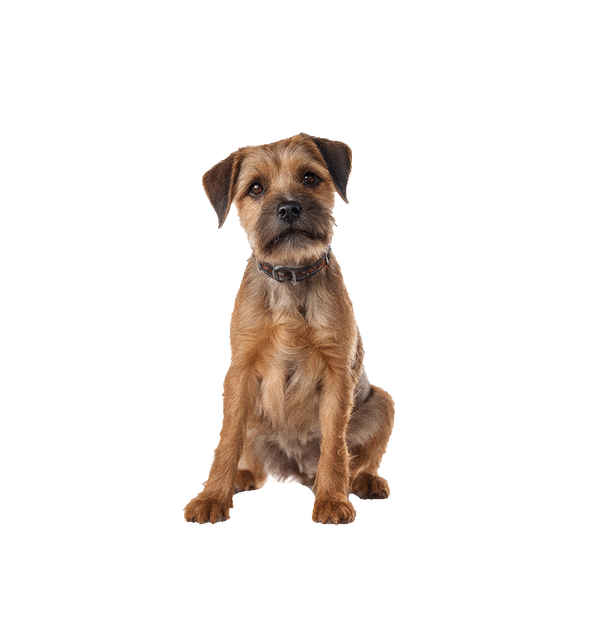 BORDER TERRIER