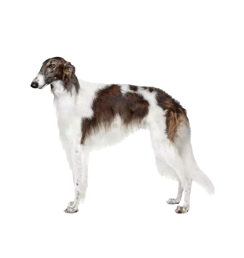 BORZOI