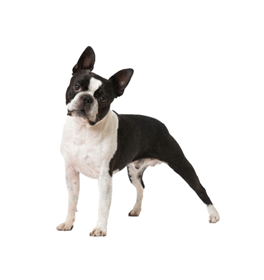BOSTON TERRIER