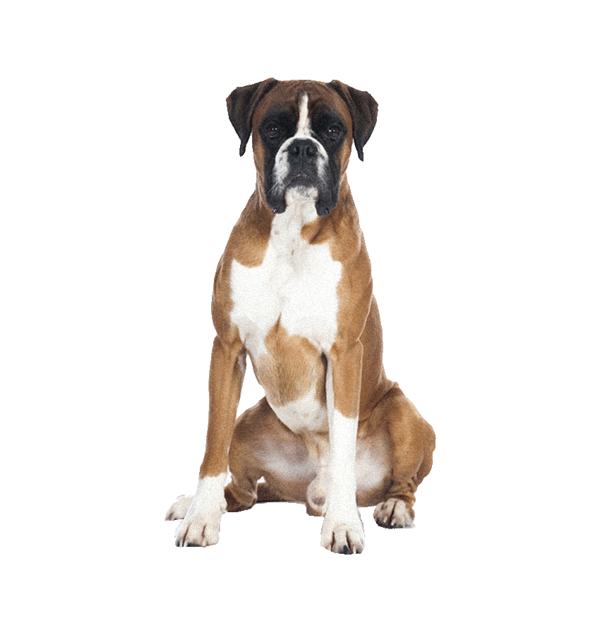 BOXER