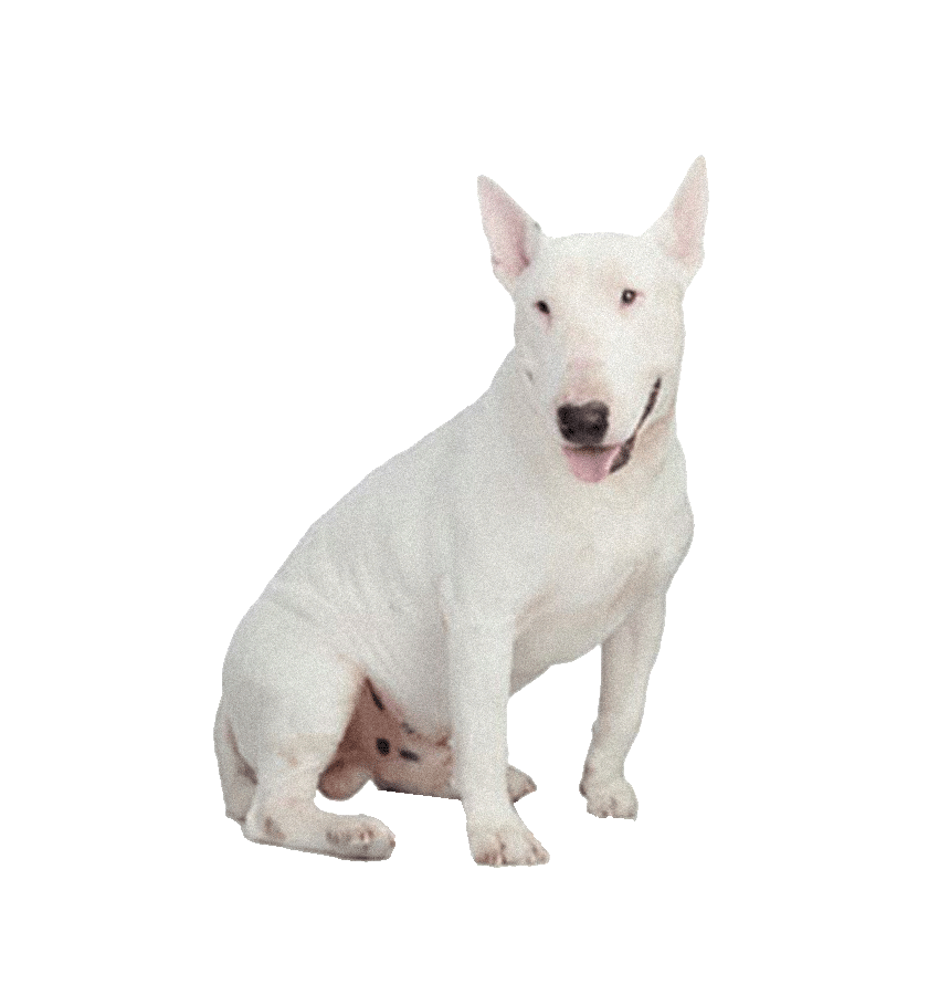 BULL TERRIER