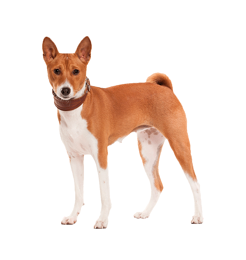 Basenji