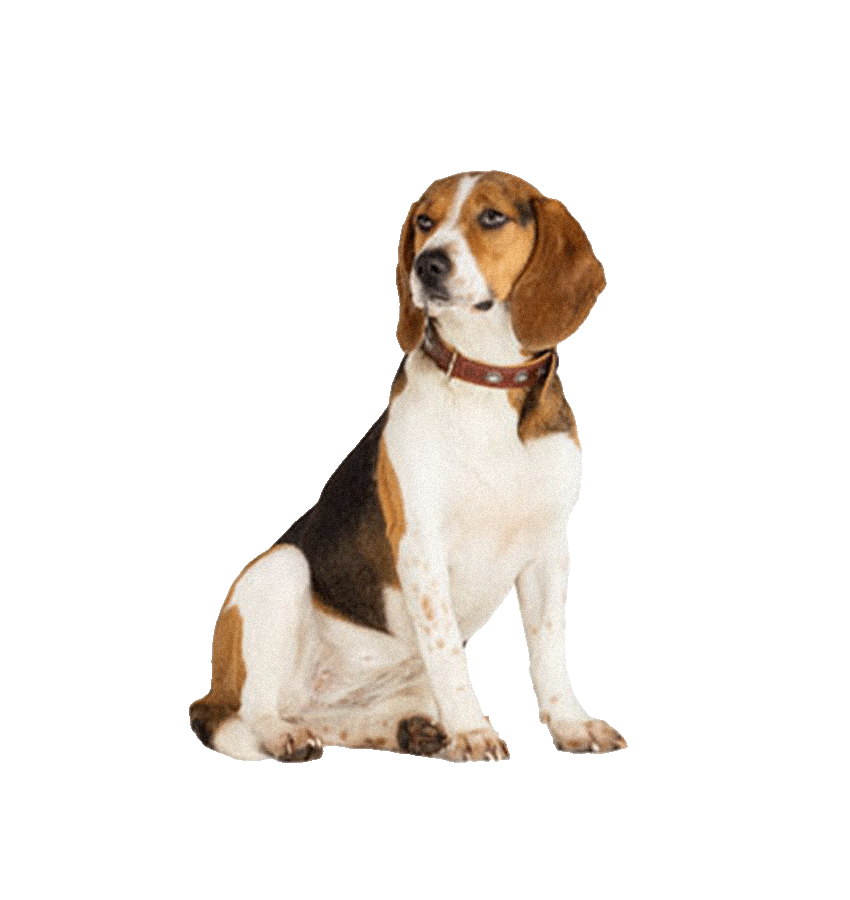 BEAGLES