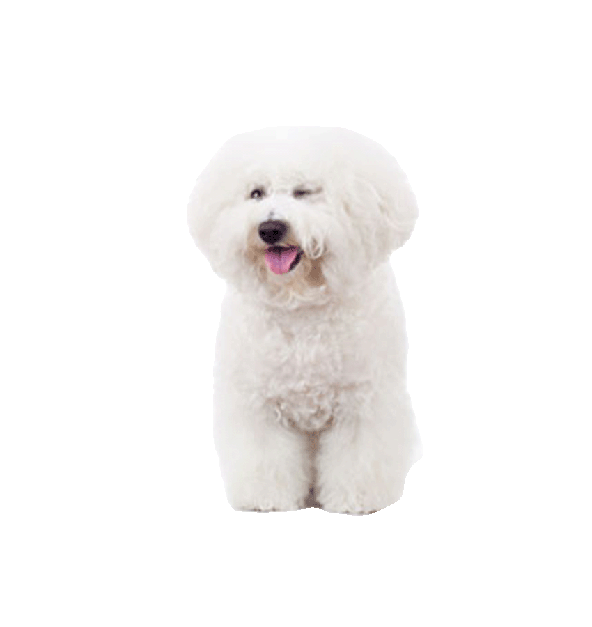 BICHON FRISÉ