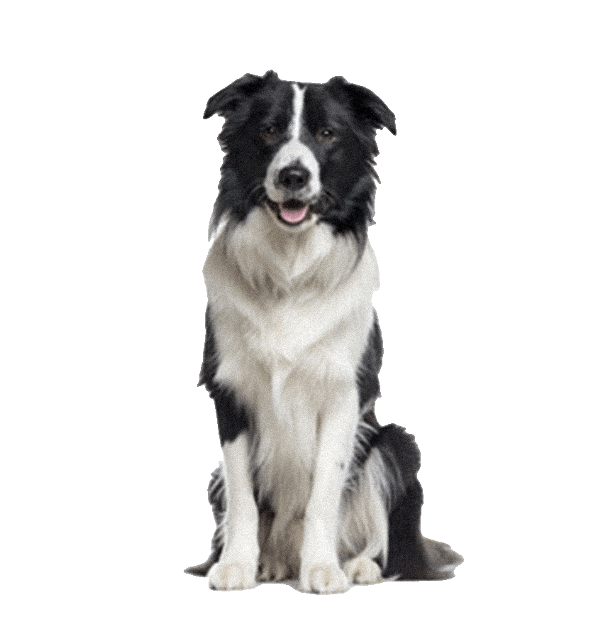 BORDER COLLIE