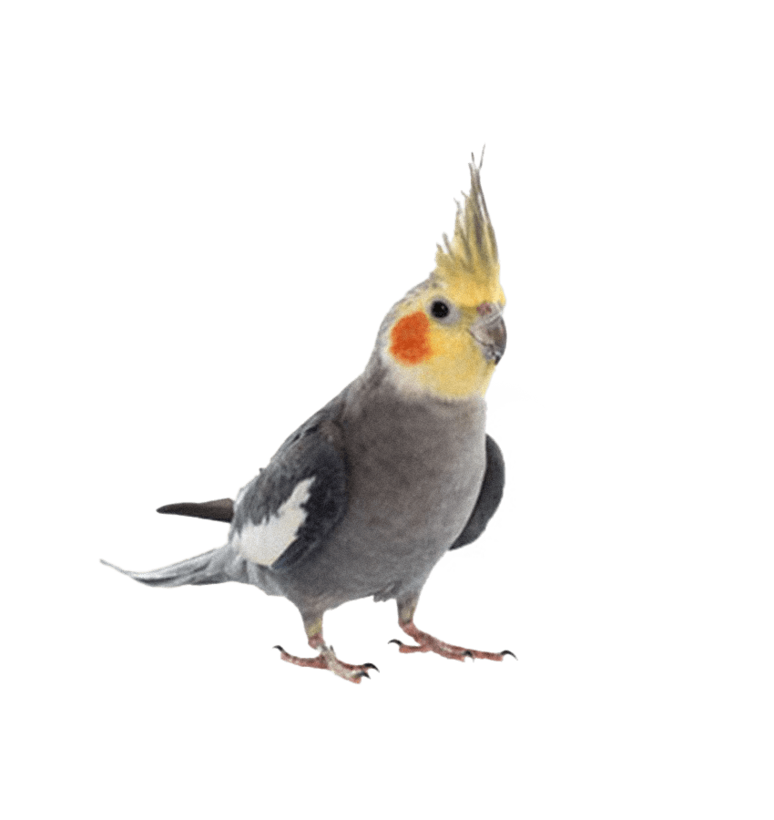 CALOPSITA