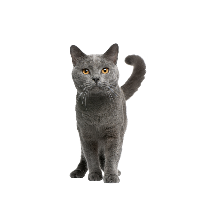 CHARTREUX