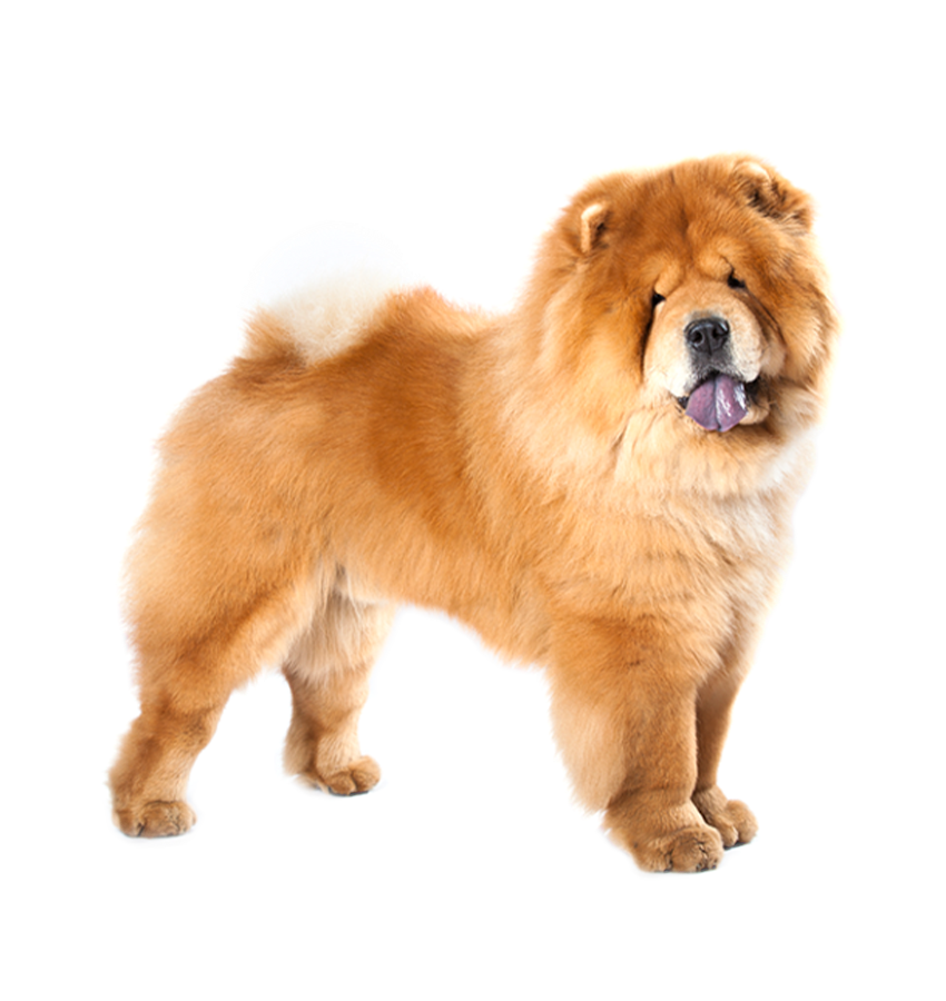 CHOW CHOW