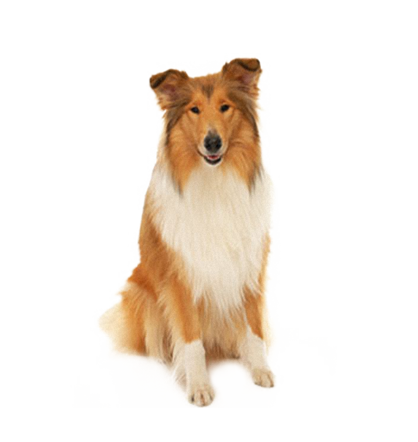 COLLIE