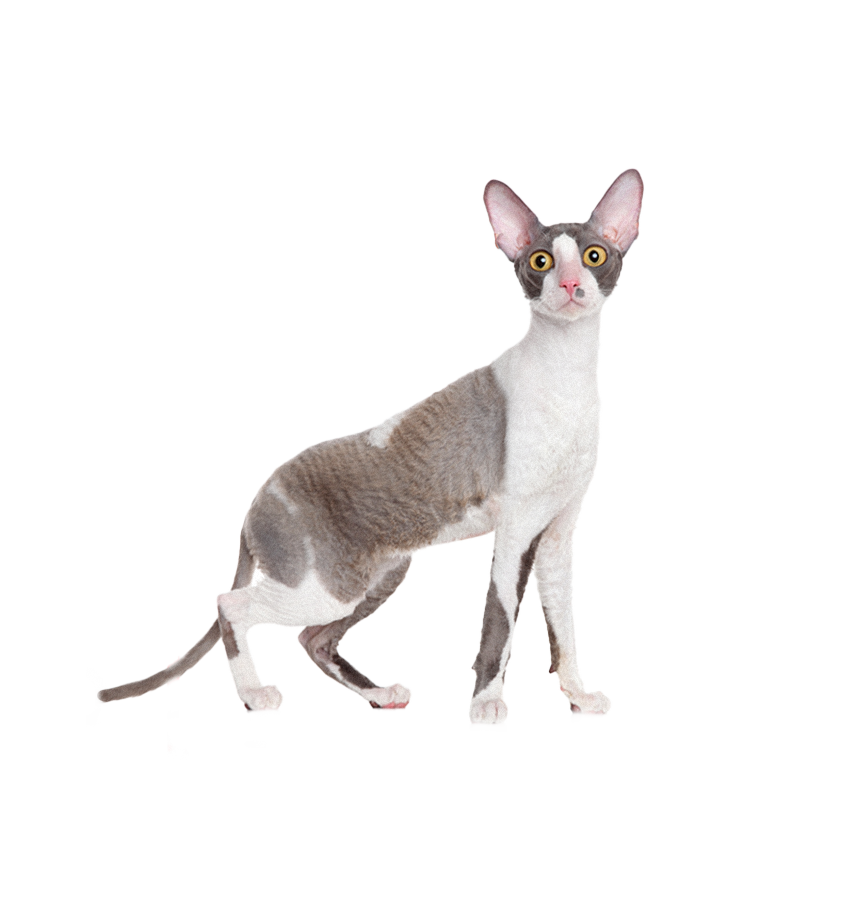 CORNISH REX
