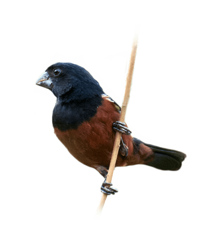 CURIÓ