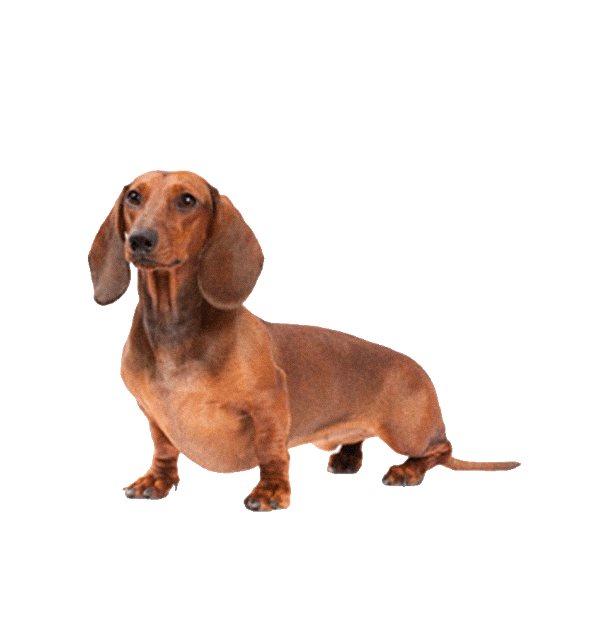 DACHSHUND