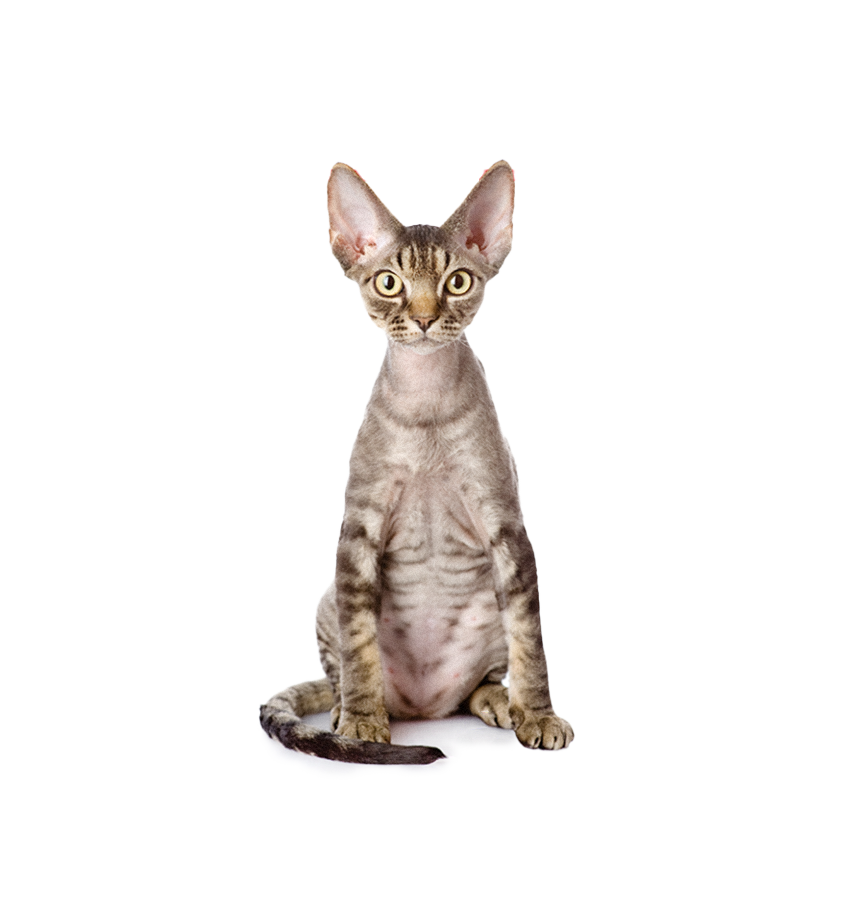 DEVON REX