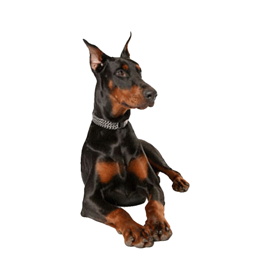 DOBERMANN