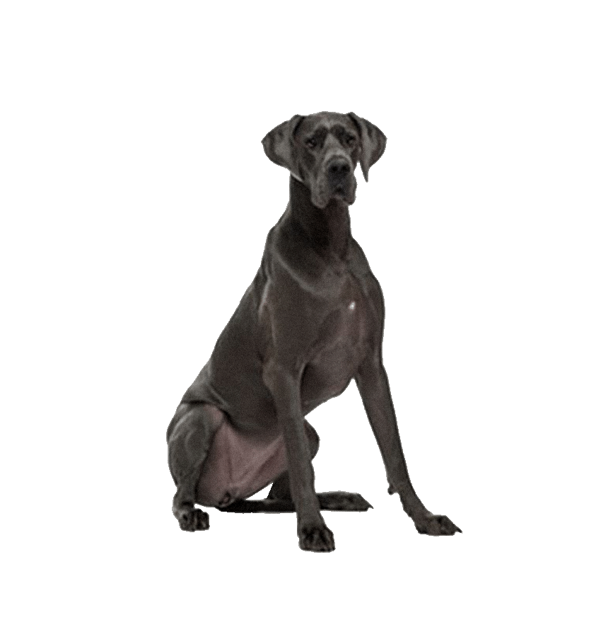 DOGUE ALEMÃO