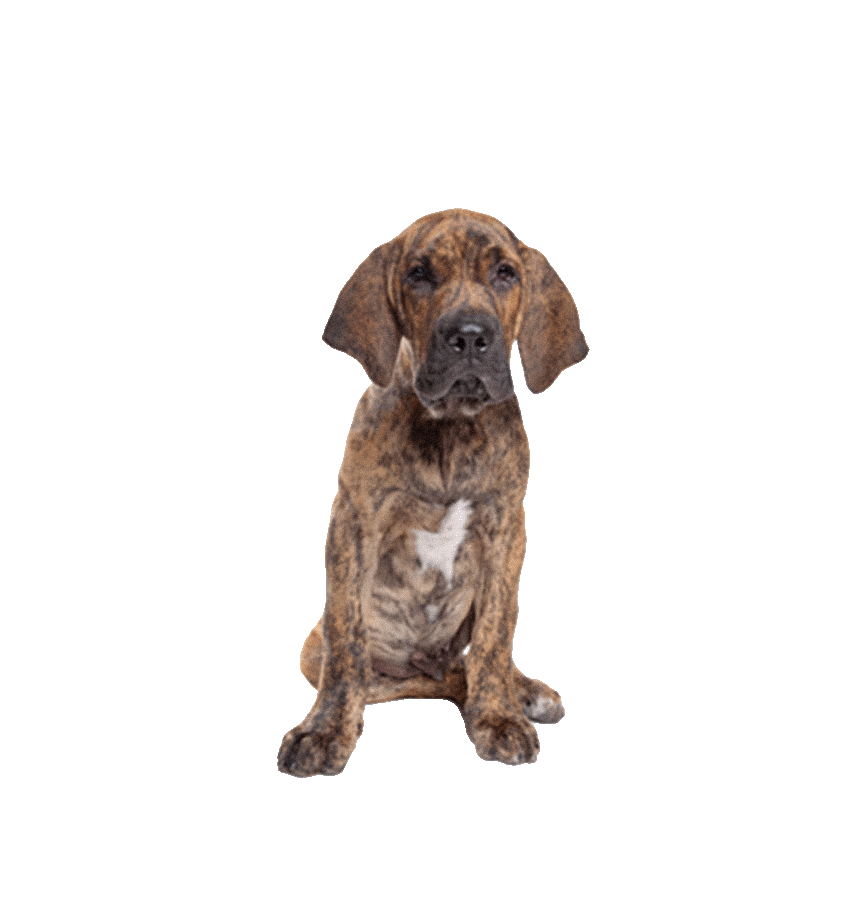 FILA BRASILEIRO