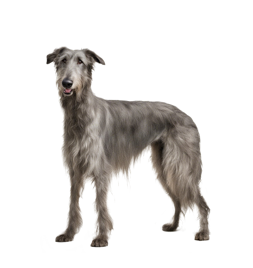 GALGO IRLANDÊS