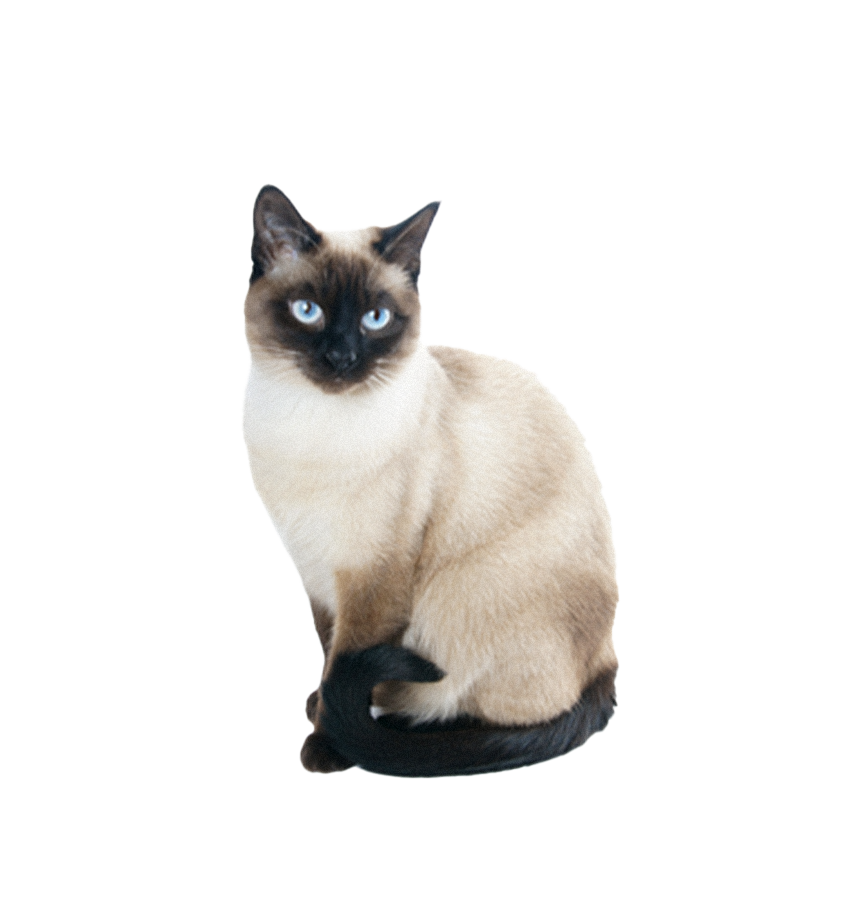 GATO SIAMÊS
