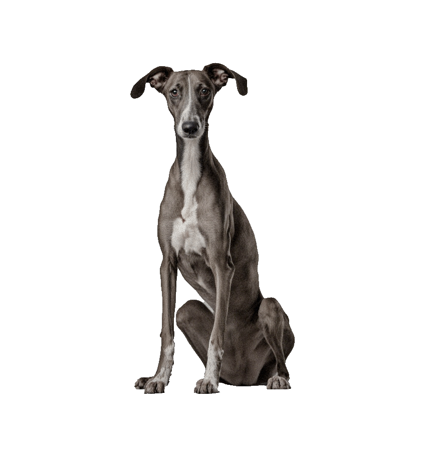 GREYHOUND