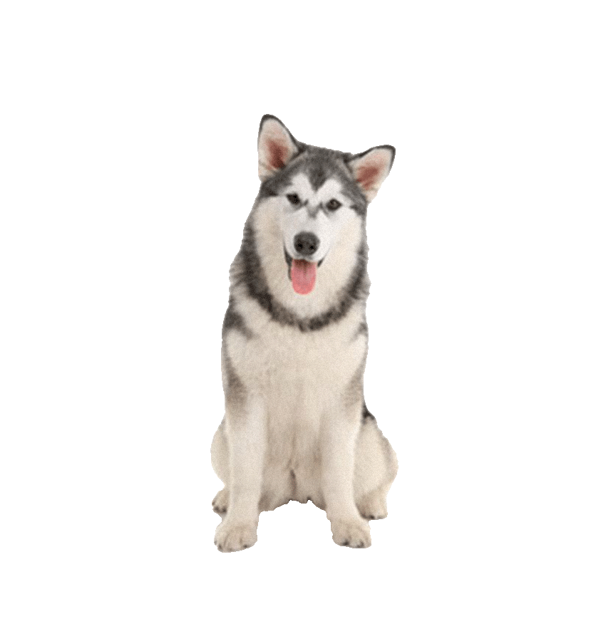 HUSKY SIBERIANO