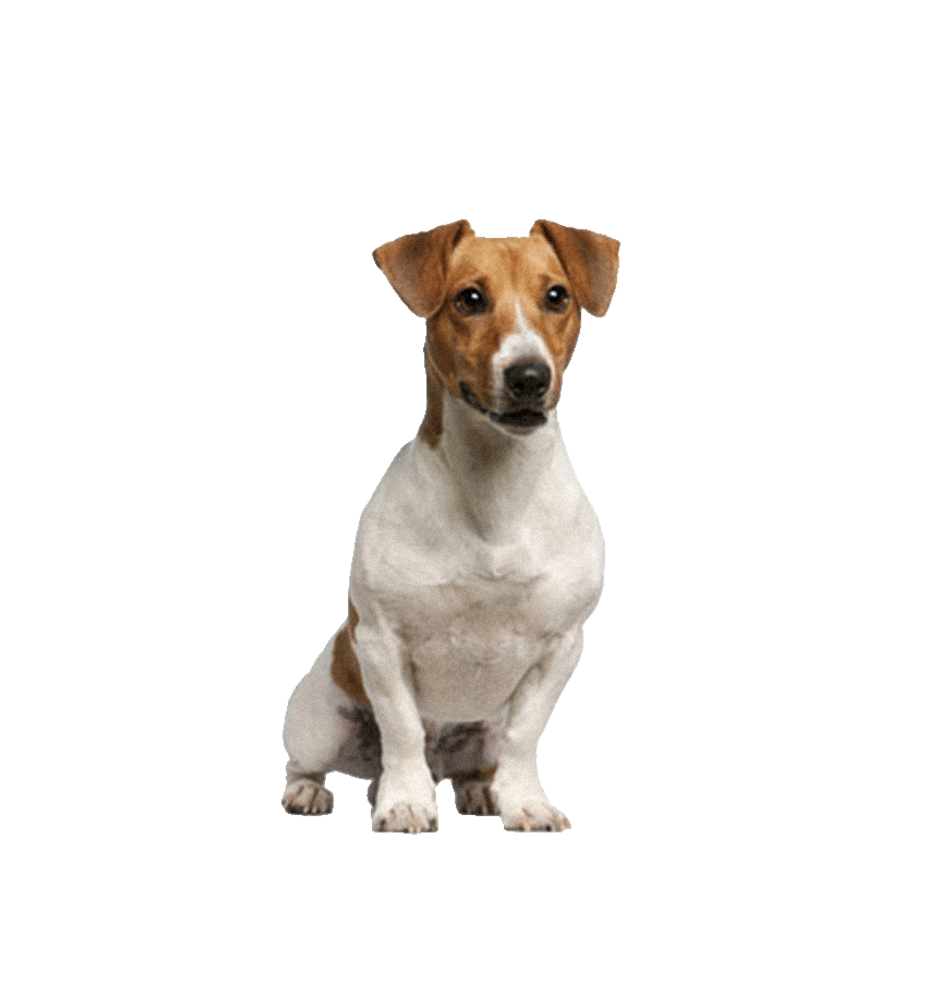 JACK RUSSEL TERRIER