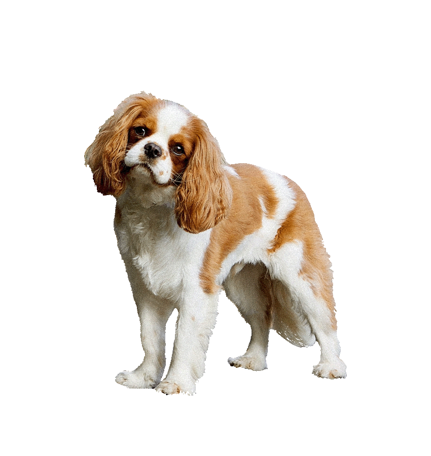 KING CHARLES SPANIEL