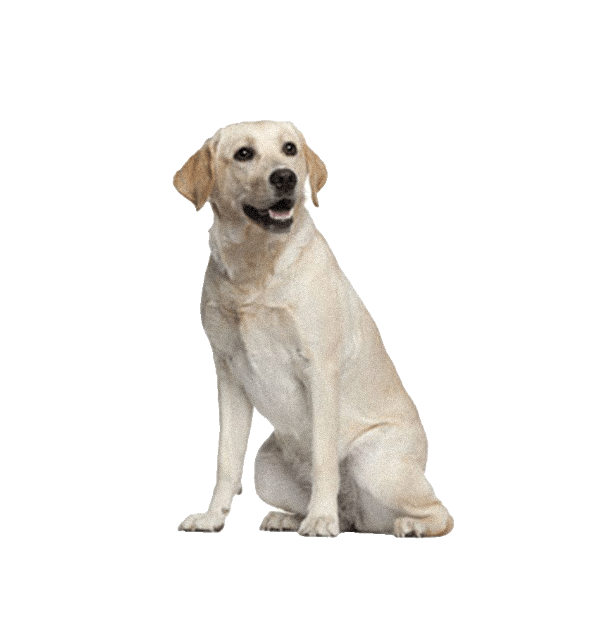 LABRADOR RETRIEVER
