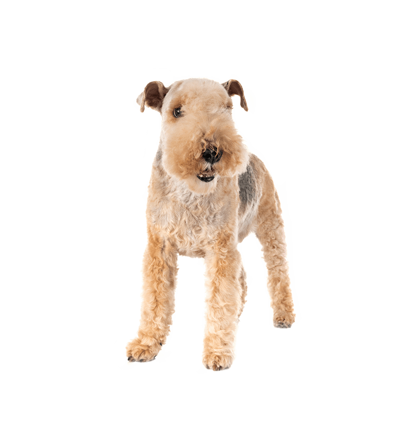 LAKELAND TERRIER