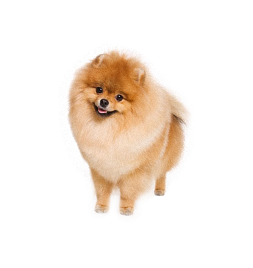 LULU DA POMERÂNIA