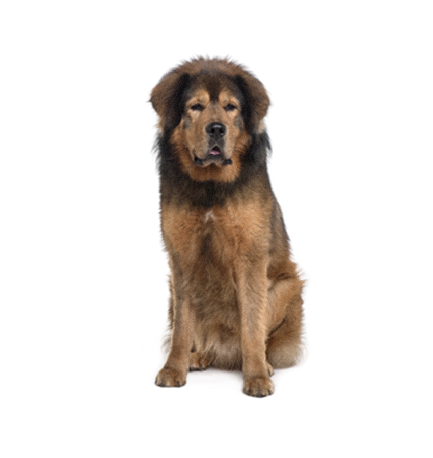 MASTIFF