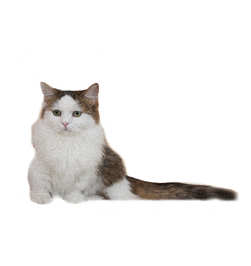 NAPOLEÃO