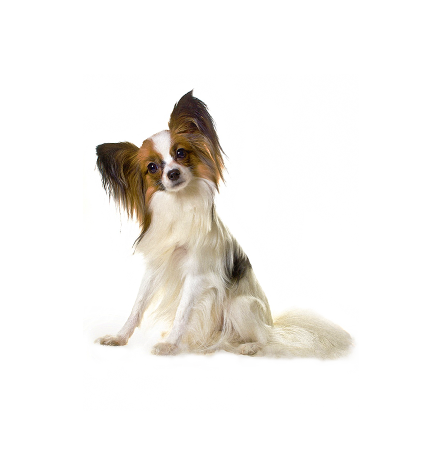 PAPILLON