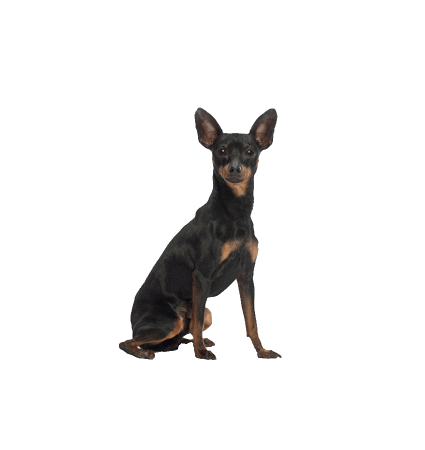 PINSCHER MINIATURA