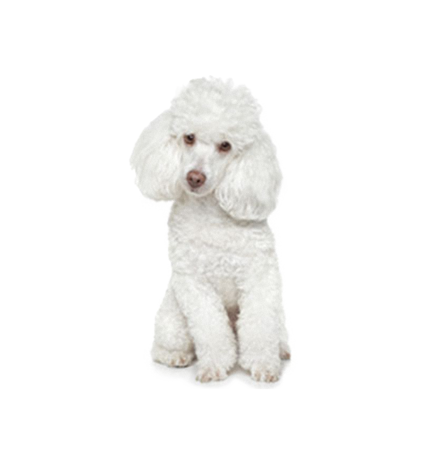 POODLE