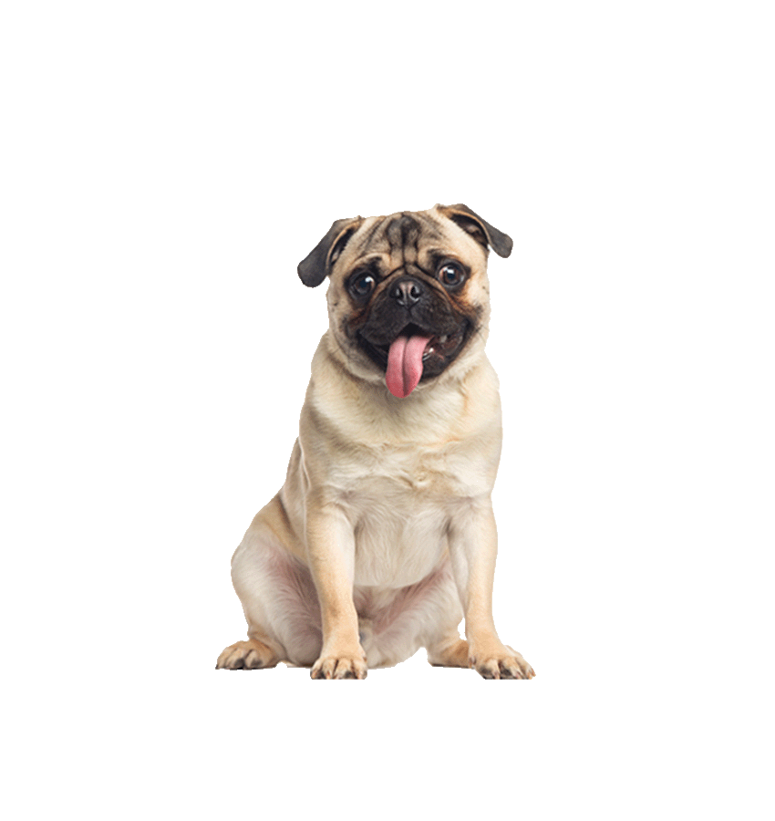 PUG