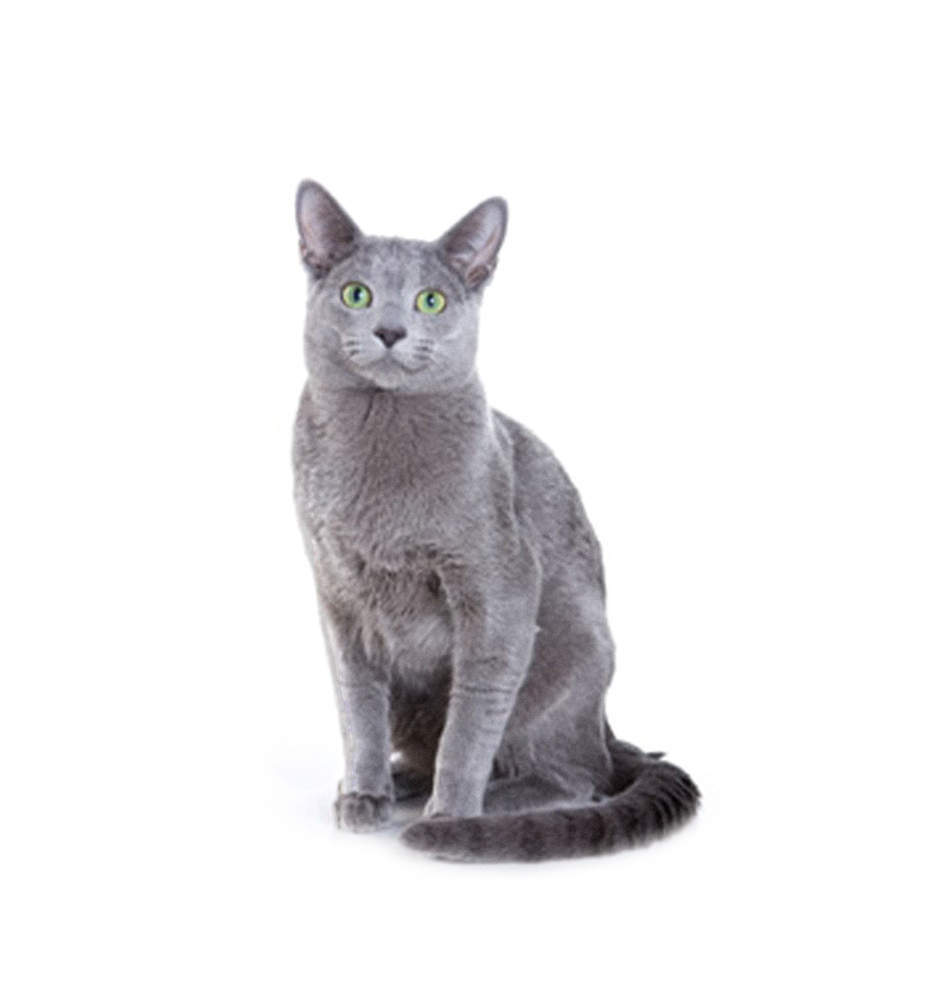 RUSSIAN BLUE