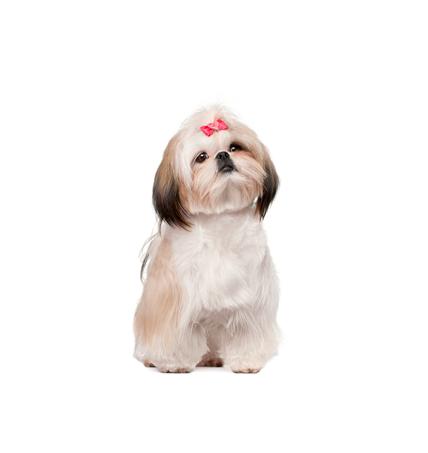 SHIH TZU