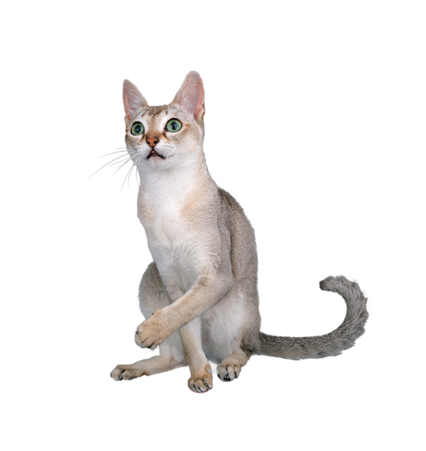 SINGAPURA