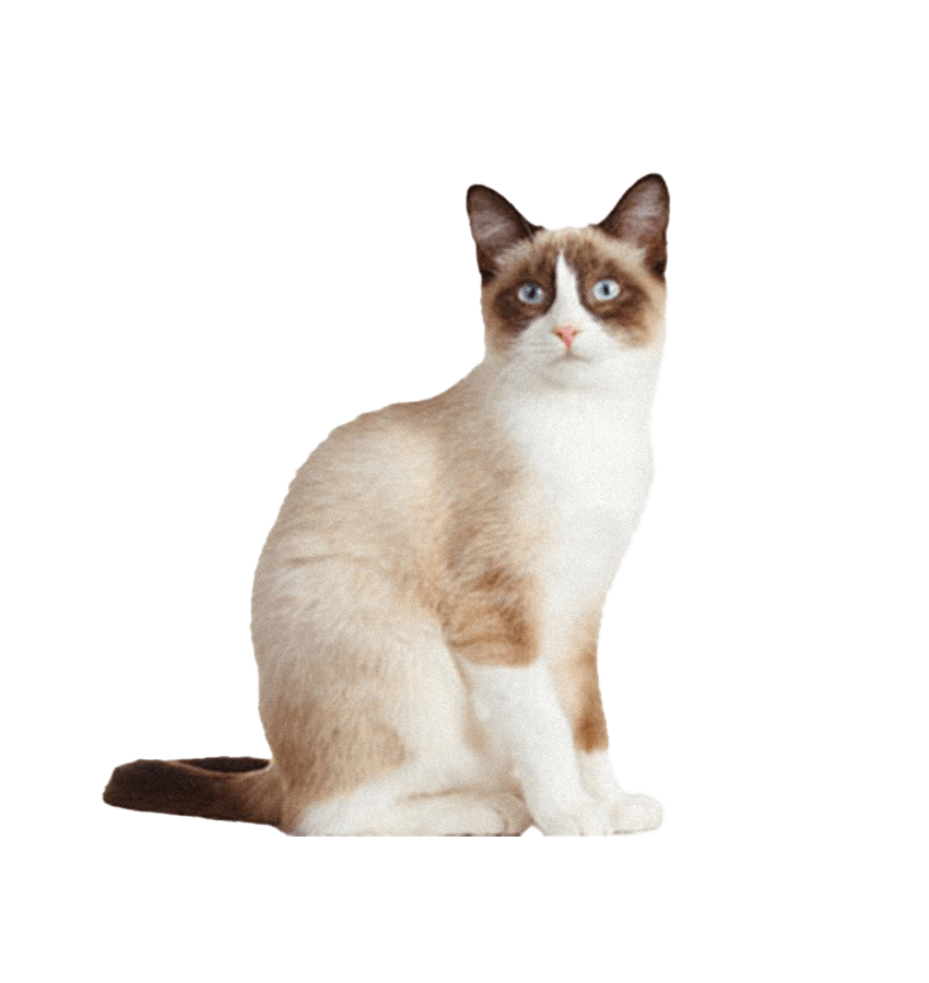 SNOWSHOE