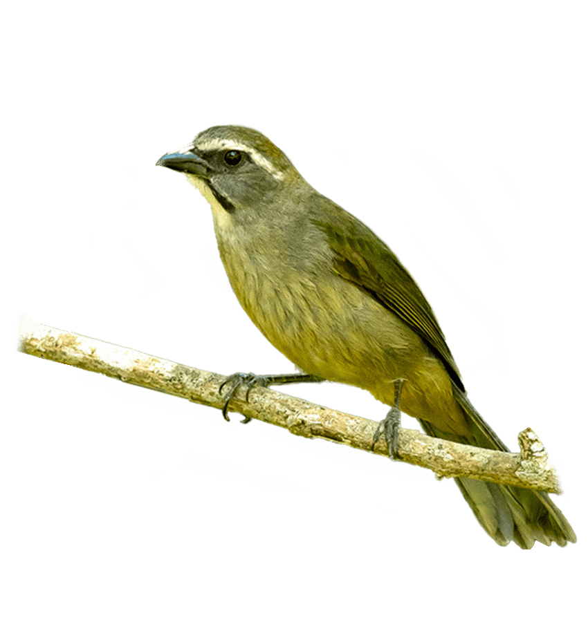 TRINCA-FERRO