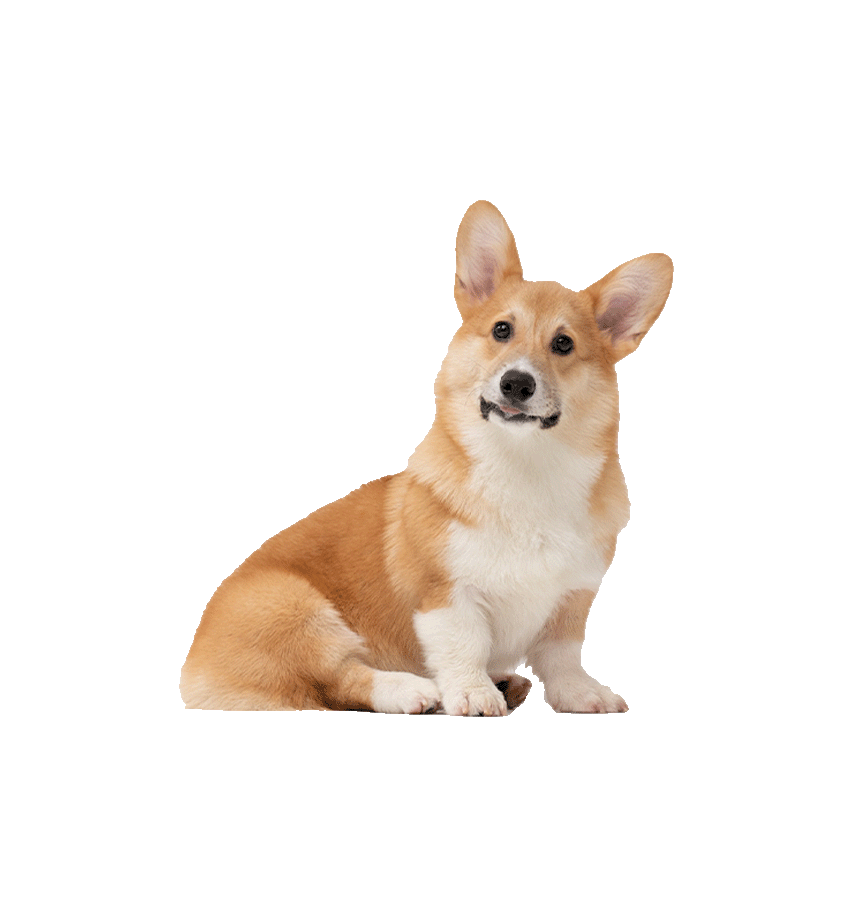 WELSH CORGI
