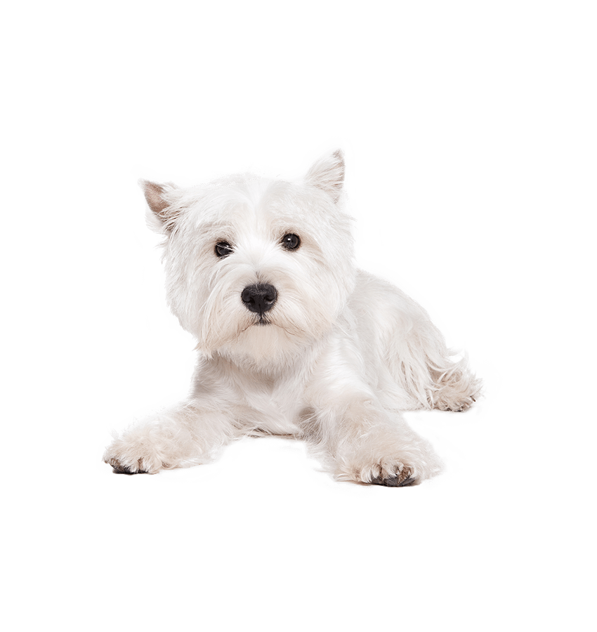 WEST HIGHLAND WHITE TERRIER