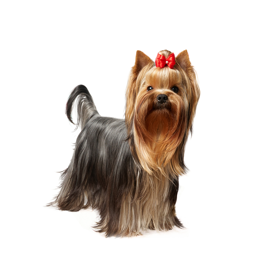 WORKSHIRE TERRIER