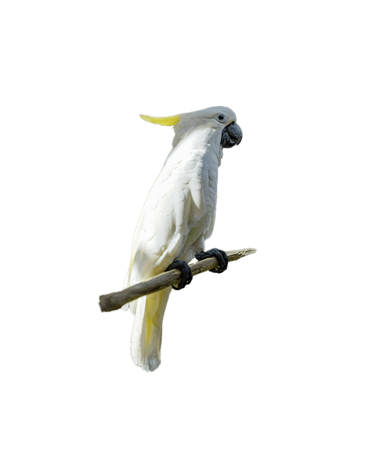 Cacatua