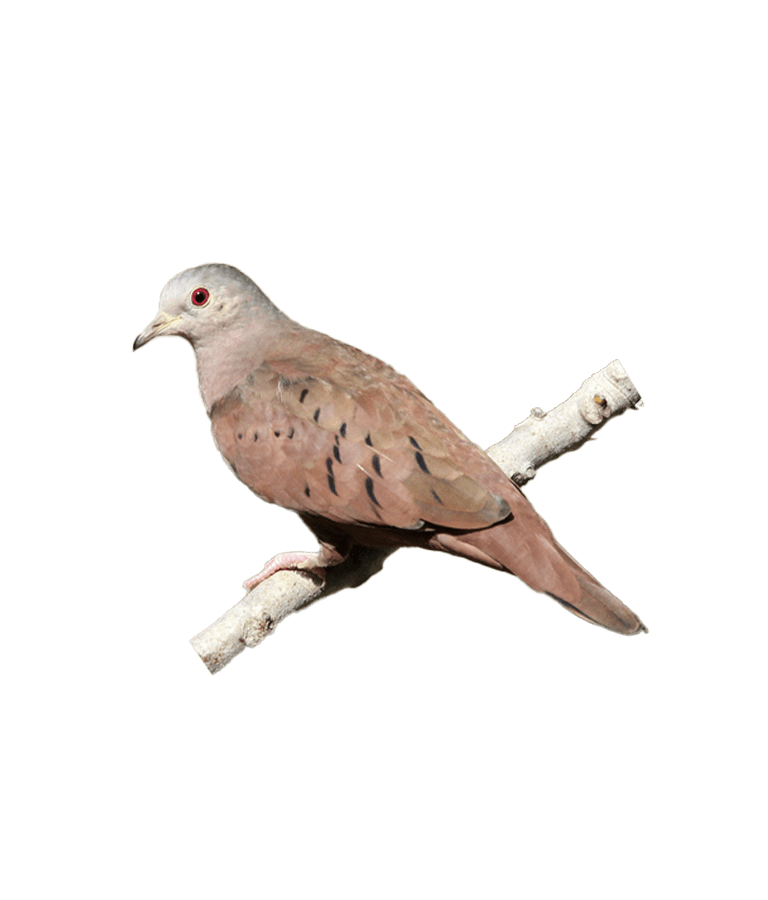 Rolinha